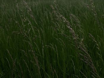 Close-up of wheat growing on field
