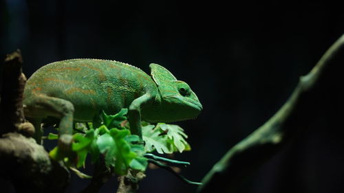 Close-up of a lizard on tree