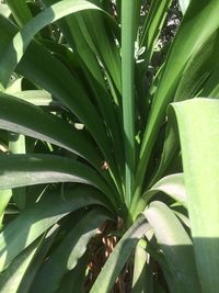 High angle view of leaves on plant