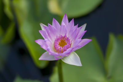 Close-up of pink water lily