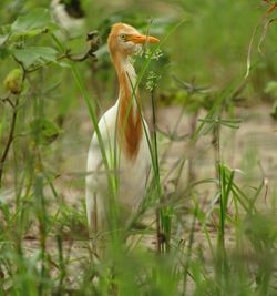 Close-up of a bird in a field