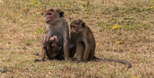 Monkey sitting in a field