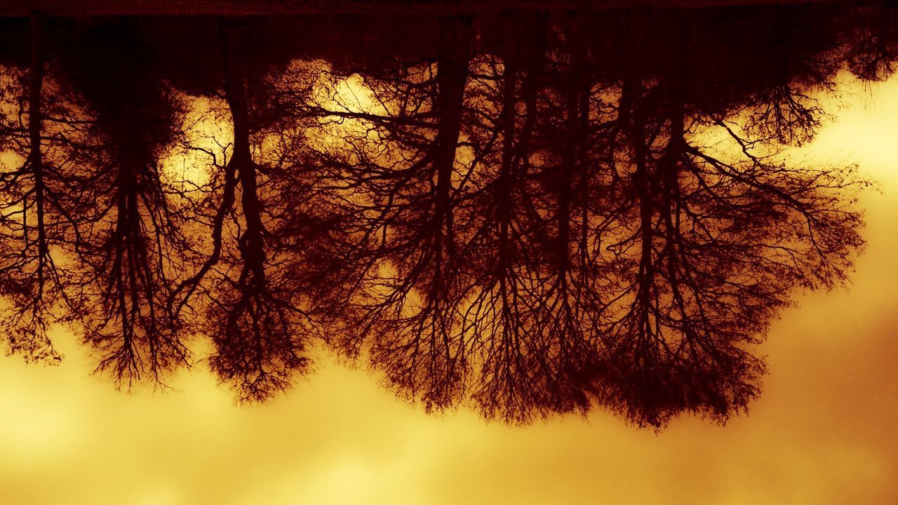 tree, no people, nature, sunlight, branch, low angle view, growth, close-up, outdoors, beauty in nature, day, sky