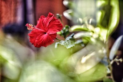 Close-up of red hibiscus flower