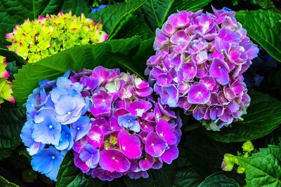 Close-up of purple flowers blooming outdoors