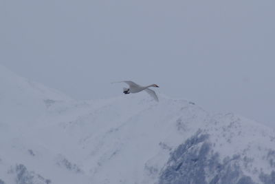 Bird flying over snow against sky