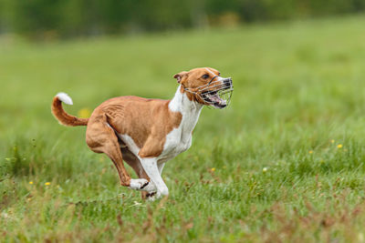 Young basenji dog competing in running in the green field on lure coursing competition