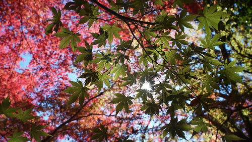 Low angle view of blooming tree