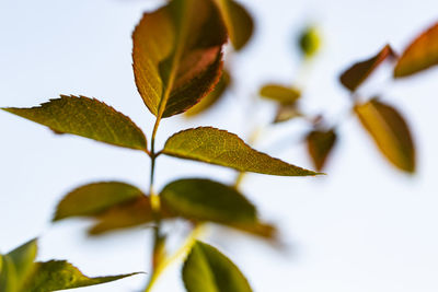Close-up of maple leaves against white background