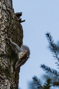 Low angle view of squirrel on tree trunk