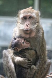 Mother monkey 