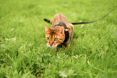 Beautiful bengal cat with green eyes outdoors in grass on a leash, walking,creeping