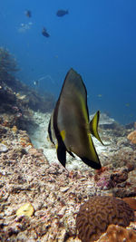 Fish swimming in sea