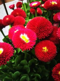 Close-up of red flowers blooming outdoors