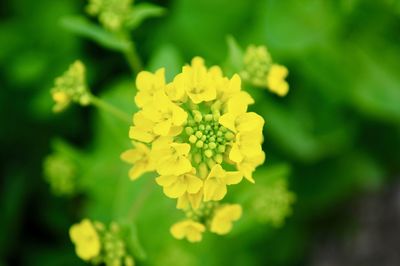 Close-up of yellow flowering plant