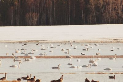 Birds in lake