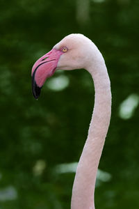 Flamingo with green background