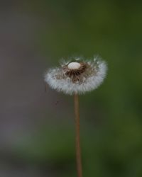 Close-up of dandelion on plant