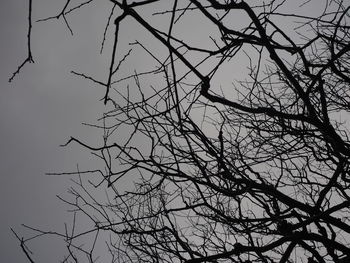 Low angle view of silhouette bare tree against sky