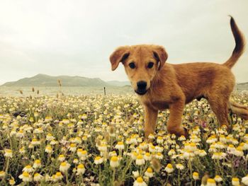 Dog standing on field