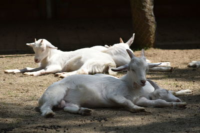 Sunbathing white goats