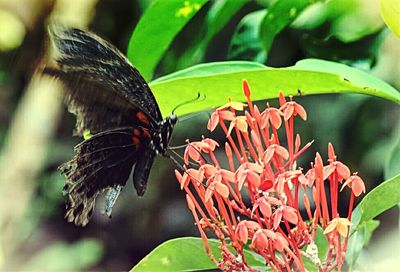 Close-up of butterfly on flower