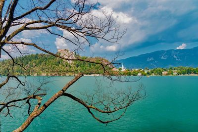 Bare tree by lake against sky