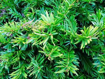 Full frame shot of plants