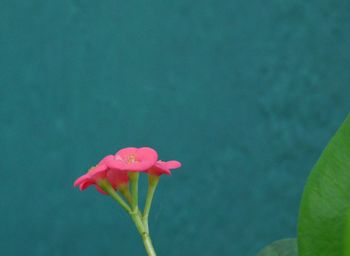 Close-up of flower against blurred background