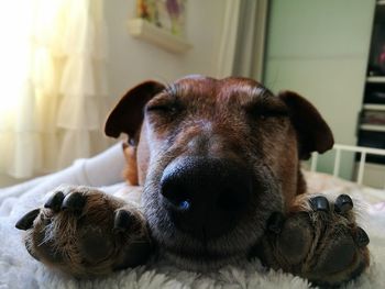 Close-up portrait of dog