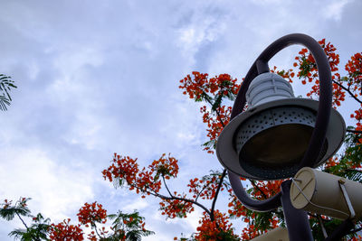 Low angle view of red flowering plant against sky