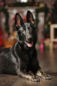 Portrait of black dog sitting on floor