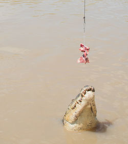 High angle view of turtle in sea