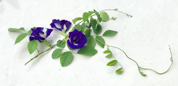 Close-up of purple flowering plant