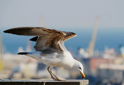 Close-up of seagull flying against the sky