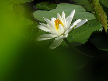 Close-up of lotus water lily in lake