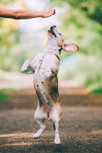 Dog looking away on field