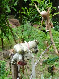 Close-up of sheep on tree branch