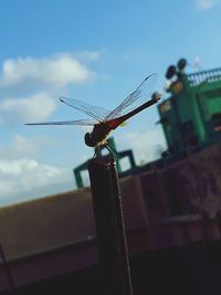 Low angle view of dragonfly on metal against sky