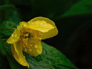 Close-up of yellow flower