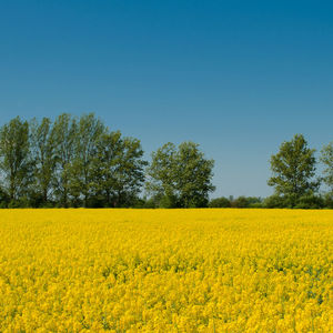 Scenic view of oilseed rape field against clear sky