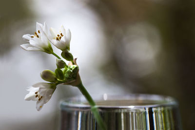 Close-up of white flowering plant