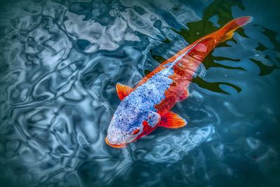 High angle view of koi carps swimming in lake