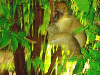 Close-up of monkey on tree branch