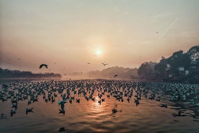 Group of birds flying over sea against sky