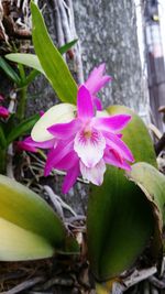 Close-up of pink flower