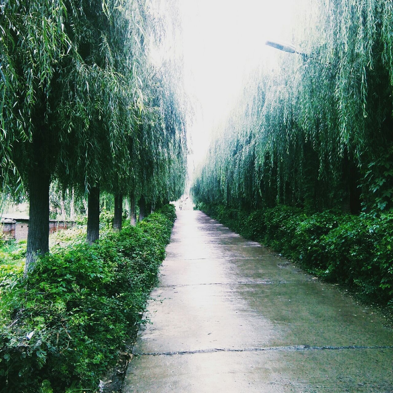 the way forward, diminishing perspective, tree, vanishing point, treelined, footpath, tranquility, growth, nature, pathway, tranquil scene, narrow, green color, road, walkway, dirt road, beauty in nature, transportation, long, day