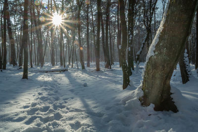 Traces in the snow in the forest and sunshine, chelm, poland