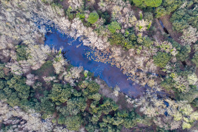 High angle view of trees and plants in forest
