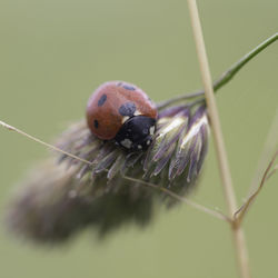 Close-up of insect on leaf